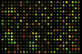 CuO-Mouse Foxp3-IRES-GFP-EF1Î±-CymR-T2A-Puro Cumate-Inducible Foxp3 Lentivector 